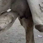 ناقه عليه قعود قده مفرود ديد ونفس وحليب