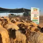 ذبايح عرعر