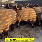 مطلوب عدد. 8. ضحايا