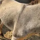 حمار. بدوي للبيع. ركوب وجاري