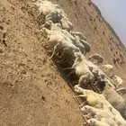 للبيع رخال رفيد العداد 80 والبيع عل 50 اوجمله