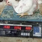 دجاج لاحم للبيع روس 308