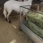 رخل مهجنه