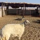 رخل جذعه