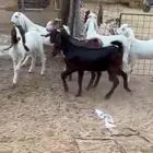 اجفارطيبه مقاني