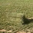 برسيم صافي ورق جديد وناعم