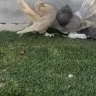 حمام كرنقو