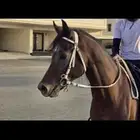 حصان واهو حفيد الشقب