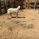 غنم حريات للبيع