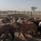 طليان سواكني حمري 100 راس فل