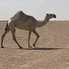 للبيع بكره شقحا طيبه جدآ فوق البداوه اسن لقيه تبي تدخل جذعه