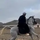حصان شعبي للبيع
