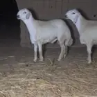 فحل حري ومشاريع فحول