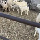 خلفات غنم