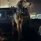 سلوقي عربي بيور