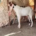 تيس فحل هولندي صنف الصنف