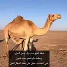 خلفه هجن للبيع حدره بكره