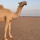 قعود