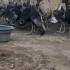 للبيع ديوك رومي