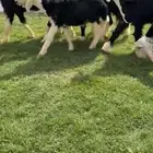 للليع رخال نجد خصم (تم البيع)