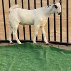 مشروع فحل نادر