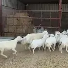 ضان غنم رفيد للبيع