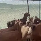 معزا دفع