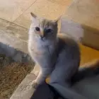 قطه اليفه للتبني