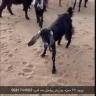غلم للبيع عداد 11 عوراض فحل معه