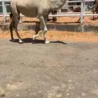 ناقه
