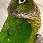 كنيور مفقود حط العارض