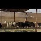 ضان نجد دفيع