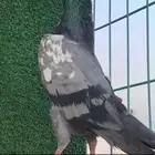 حمام باكستاني 128