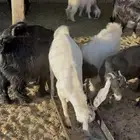 جمد للبيع رقم  على سوم