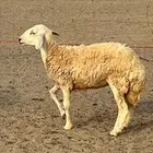 رخل حرشاء