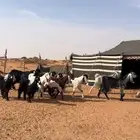 جفار وتيس مقاني