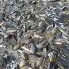 فرررصه سمك مخلوط اوزان متفاوته