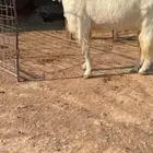 فحل مطور فاخر