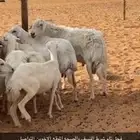 مطلوب غنم العدد 50 الى80 مهله بالاجل