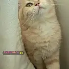 انثى ستكوش ستريت