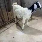 عنز متبع تحتها تيس