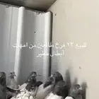 تيدي بانتيز كمنقرات