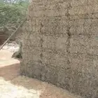 علف رودس للبيع جديد