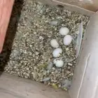 جوز روز تم البيع