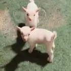 قزمي. تم البيع