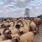 ذبايح عرعر جميع الاحجام