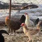 دجاج بلدي الوسقة
