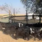 معزا عوارض ربش بفحولها