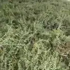 حناء