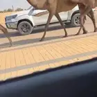 البل الصفر الكفو